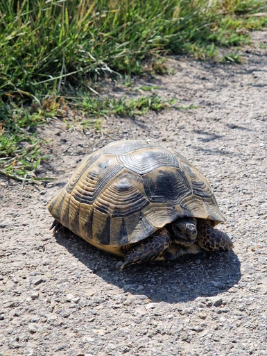 Close-up with Mr. Tortoise before putting him back in the bushes.