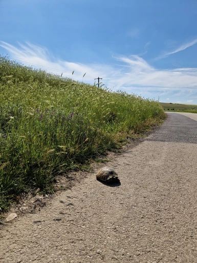 Tortoise trying to cross the road.