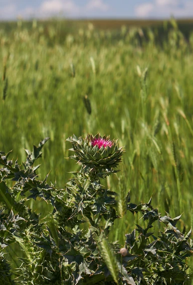 Thorn with flowers