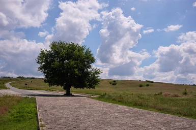 Just a nice looking tree.