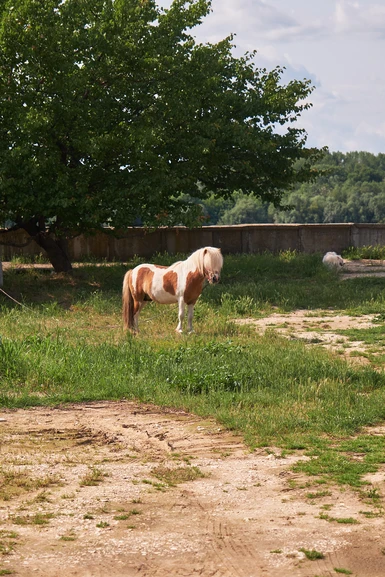 Lil Sebastian - Tutrakan