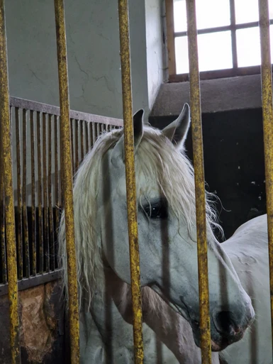 Emo looking horse.