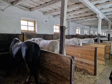 Horses eating in the morning.