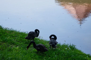 Black swans, a regular appearance near the Făgăraș Citadel.