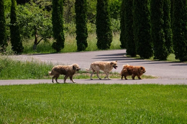 Some stray dogs doing the pilgrimage.