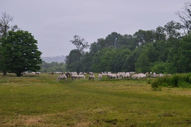 Herd of horses out in the fields.