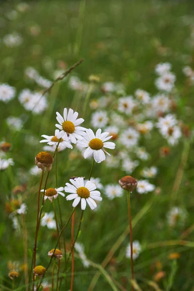 White flowers