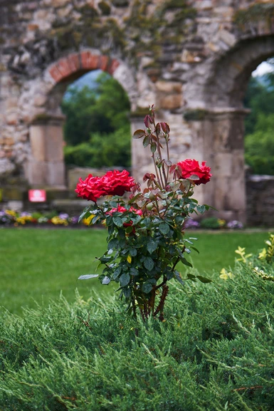 Roses inside the courtyard of the Cistercian Abbey from Cârța