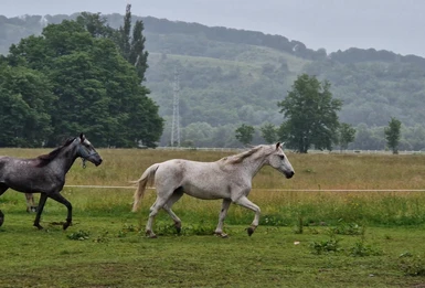 More horses running to join the others.
